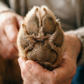 Paw & Snout Repair Balm